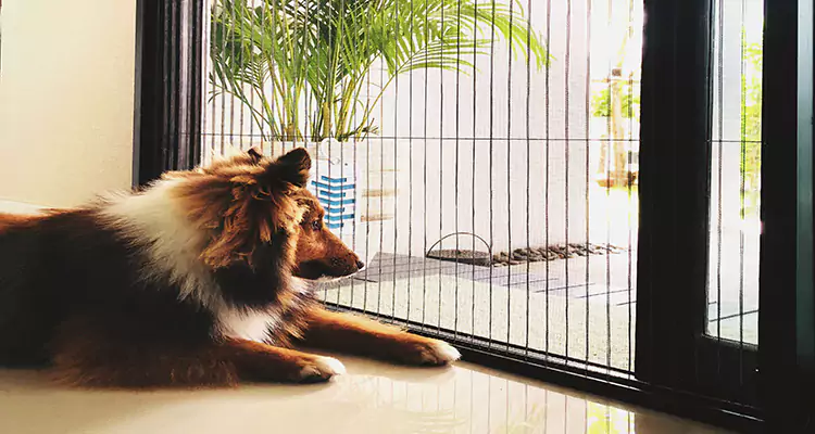 Sliding Screen Pet Door Repair in Lake Butler, FL